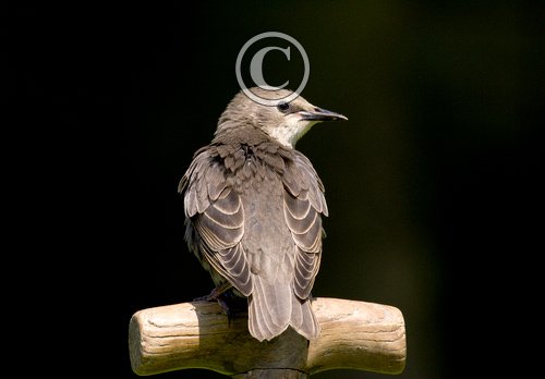 Young Starling DM0832